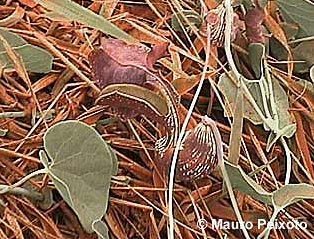 Aristolochia galeata