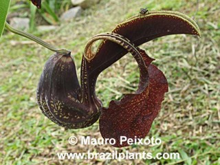 Aristolochia galeata 'Sao Roque de Minas'