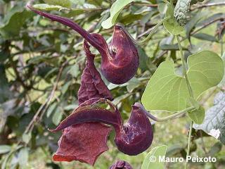 Aristolochia galeata 'Serra do Japi'