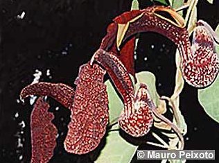 Aristolochia galeata