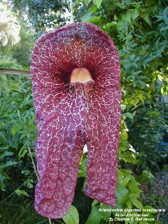 Aristolochia gigantea