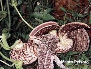 Aristolochia brasiliensis