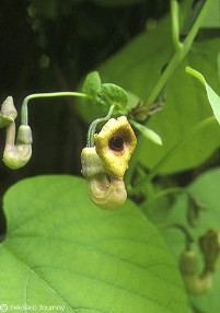 Aristolochia macrophylla 