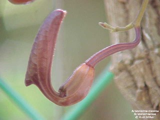 Aristolochia maxima