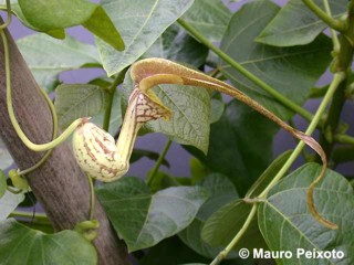 Aristolochia paulistana