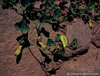 Aristolochia pearcei