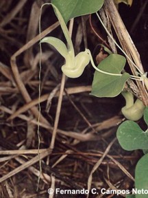 Aristolochia pohliana