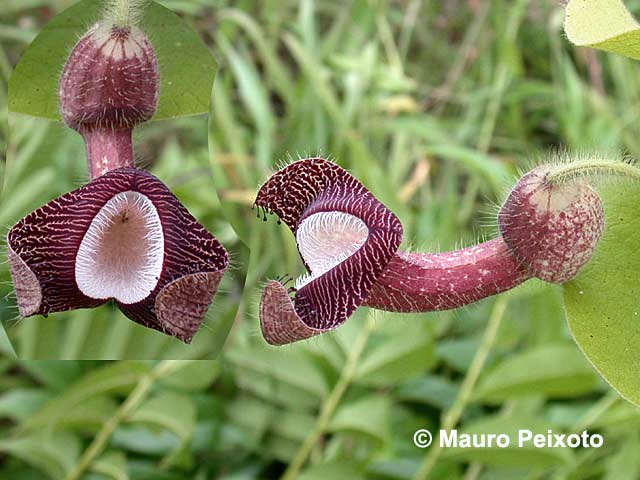 Exotische Nutz- Und Zierpflanzen - Abelmoschus Manihot