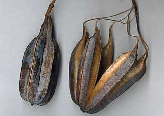 Aristolochia ringens
