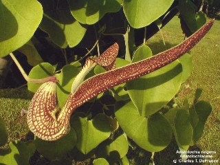 Aristolochia ringens