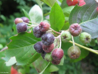 Aronia melanocarpa 