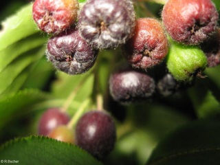 Aronia melanocarpa 