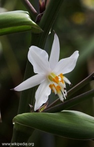 Arthropodium cirratum