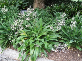 Arthropodium cirratum