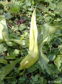 Arum italicum