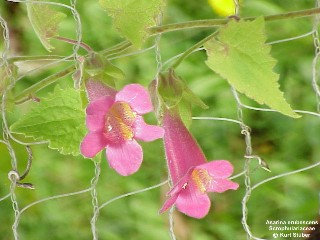 Asarina erubescens