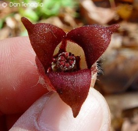 Asarum canadense