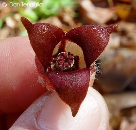 Asarum canadense