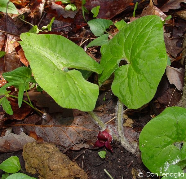Exotische Nutz und Zierpflanzen Asarum canadense