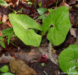 Asarum canadense