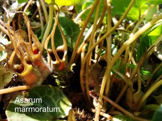 Asarum marmoratum