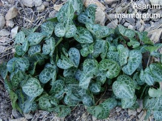 Asarum marmoratum