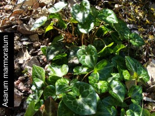 Asarum marmoratum