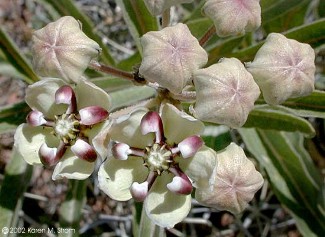 Asclepias asperula 