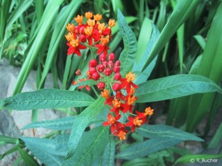 Asclepias curassavica 