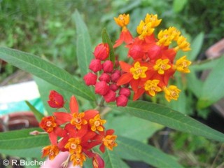 Asclepias curassavica 