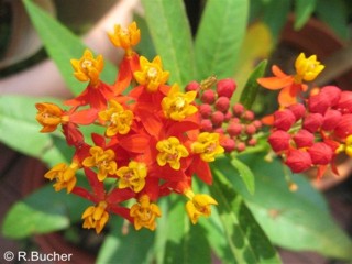 Asclepias curassavica 