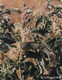 Asclepias eriocarpa 