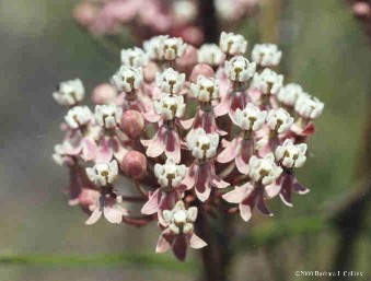 Asclepias fascicularis 