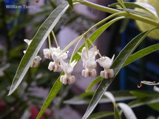 Asclepias fruticosa 