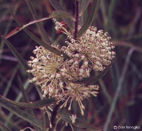 Asclepias hirtella 