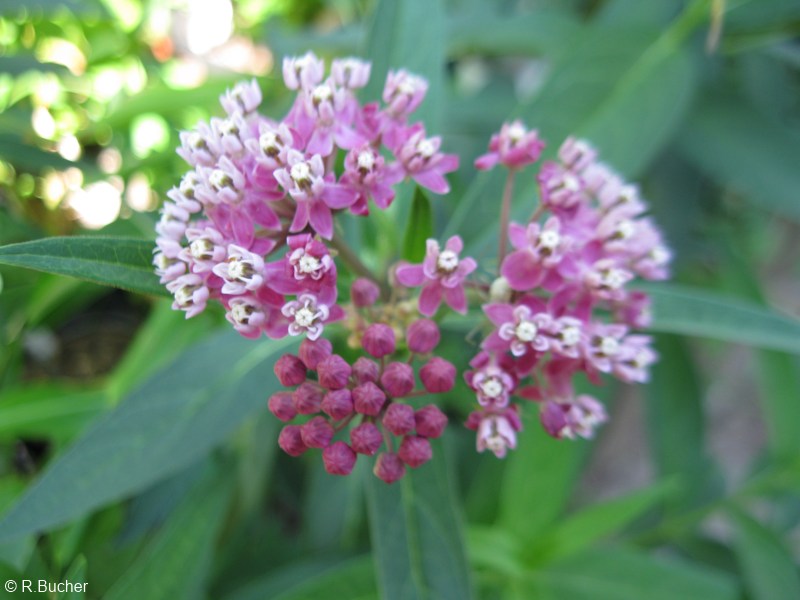 Exotische Nutz und Zierpflanzen Asclepias incarnata