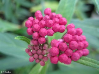 Asclepias incarnata 