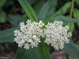 Asclepias incarnata 'Ice Ballet' 