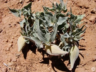 Asclepias macrosperma 