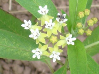 Asclepias nivea