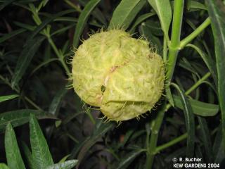 Asclepias physocarpa 