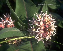 Asclepias speciosa 