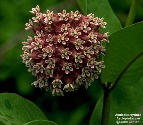 Asclepias syriaca 