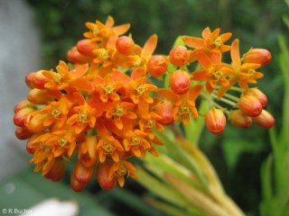 Asclepias tuberosa 