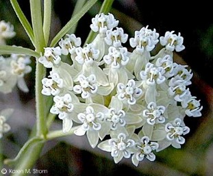 Asclepias verticillata 