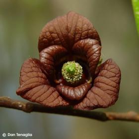 Asimina triloba 