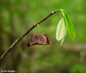 Asimina triloba