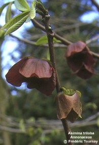 Asimina triloba 