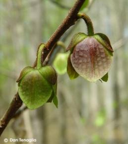 Asimina triloba