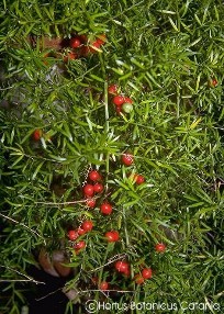 Asparagus densiflorus 'Sprengeri'